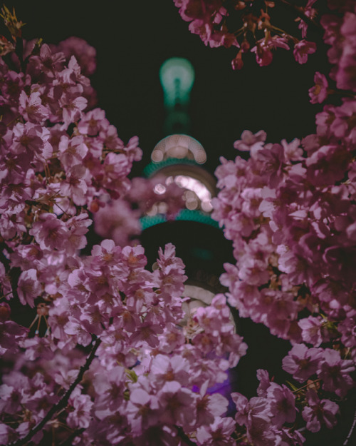 Always missing the Sakura time _______________LocationTokyo SkyTree Seen through Kawazu zakura near 