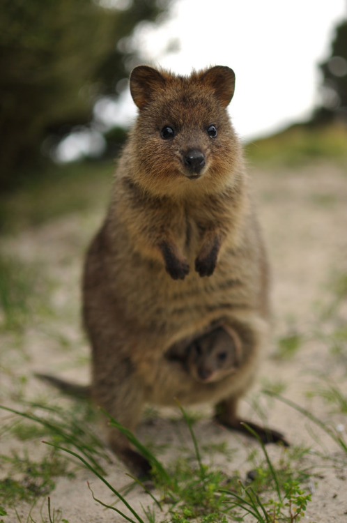 creatures-alive: Quokka by caitlin schokker