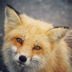 beautiful-wildlife:  SnowY Fox on Island Beach State Park by RUSS J HORN