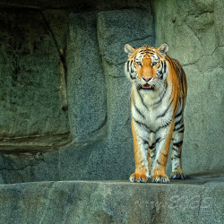 &ldquo;Big Cat, Big Cat&rdquo; Brookfield ZooChicago Zoological Society