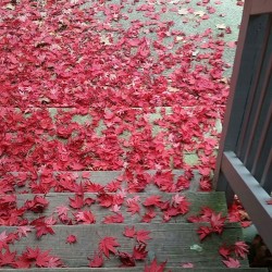 It Sorta Looks Like A Computer Background. My Front Steps This Morning Covered In