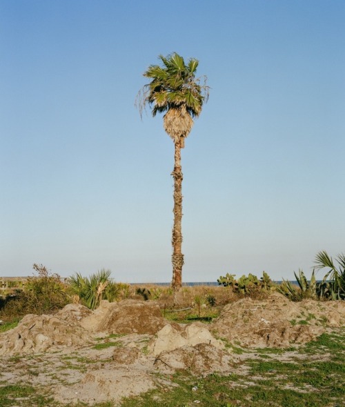 Sea palm, 2017 - Peyton Fulford