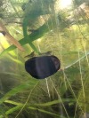 betta-butch:two shrimp going on a date with a romantic ride on a snail 