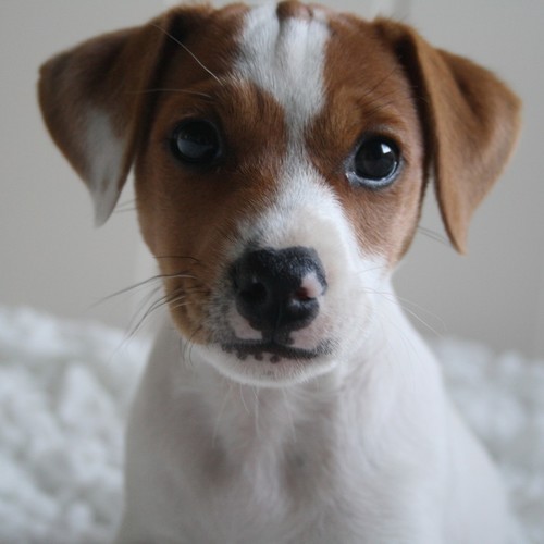 Black brown jack russell terrier