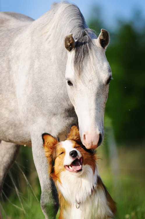 theblogforadog:  dogs and horses 