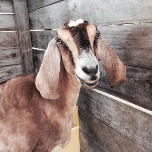 She wanted me to take her portrait. #prettygirl #goats #goatfarm #farmlife #serenityacresfarm #goath
