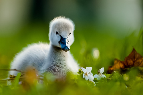 coiour-my-world:Black Swan baby by Robert Adamec