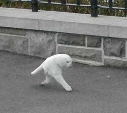 dylychill:  overhumor:  cat in google street