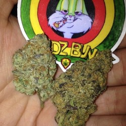 weedporndaily:  budz_bunny http://ift.tt/1fg6S0q