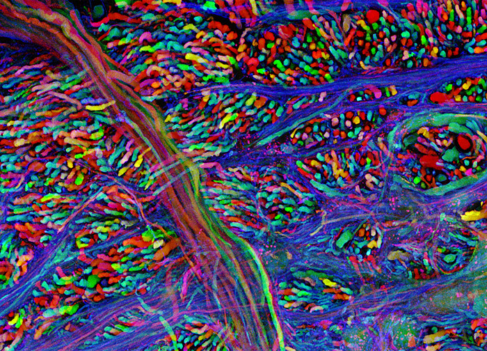 neurosciencestuff:  BrainBow is a technique where cells are made to express several