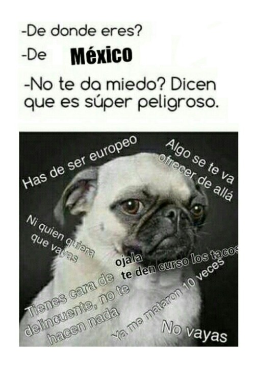 nomames:  Jajaja!!! 😂🐶
