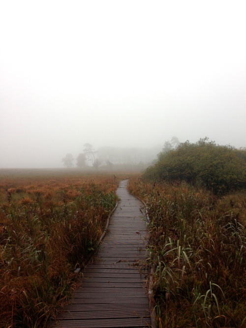 itsmordoronthedancefloor:Misty Peat Bog at Malham Tarn