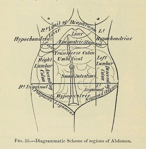 nemfrog: Fig. 55. Diagrammatic scheme of regions of abdomen. A system of obstetric medicine and surg