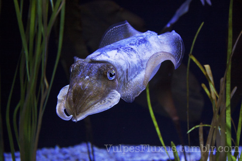 vulpesfluxus:  vulpesfluxus:  Cuttle Fish. They are my favourite cephalopod. So adorable. I love how