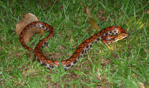 Brazilian Rainbow Boa (Epicrates cenchria cenchria) by  Bradley Davis