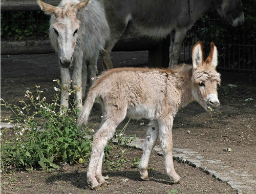 theanimalblog:Miniature Donkey