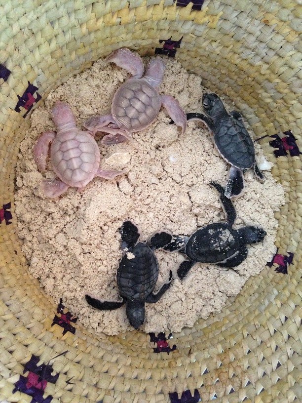 sixpenceee:    Rare Baby Albino Sea Turtles  These baby albino sea turtle were found