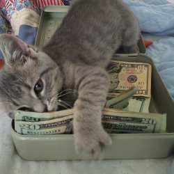 cashcats:  errbody at the bank actin friendly