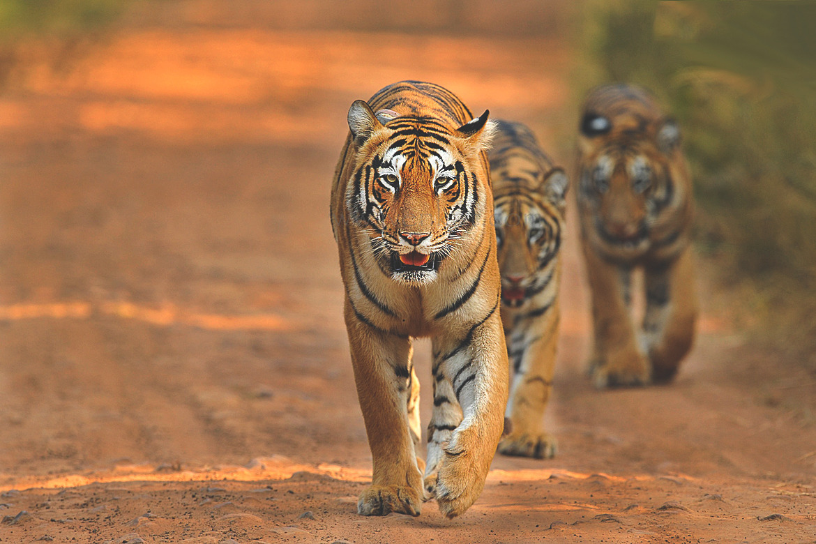visualechoess:  On the hunt By: J Venkat