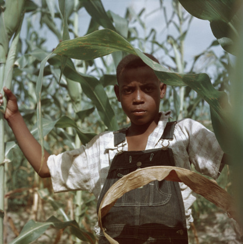 killerbeesting: Gordon Parks, Untitled, Shady Grove, Alabama, 1956