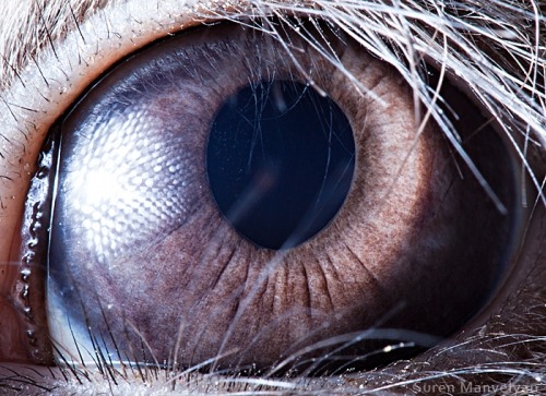 Porn Pics give-a-fuck-about-nature:  Eyes of the animal