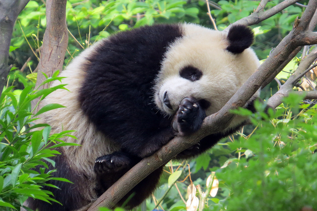 giantpandaphotos:  © Laurus Travel. 