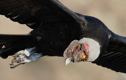 dezzoi:  Turkey Vulture Black Vulture King Vulture Greater and Lesser Yellow Headed