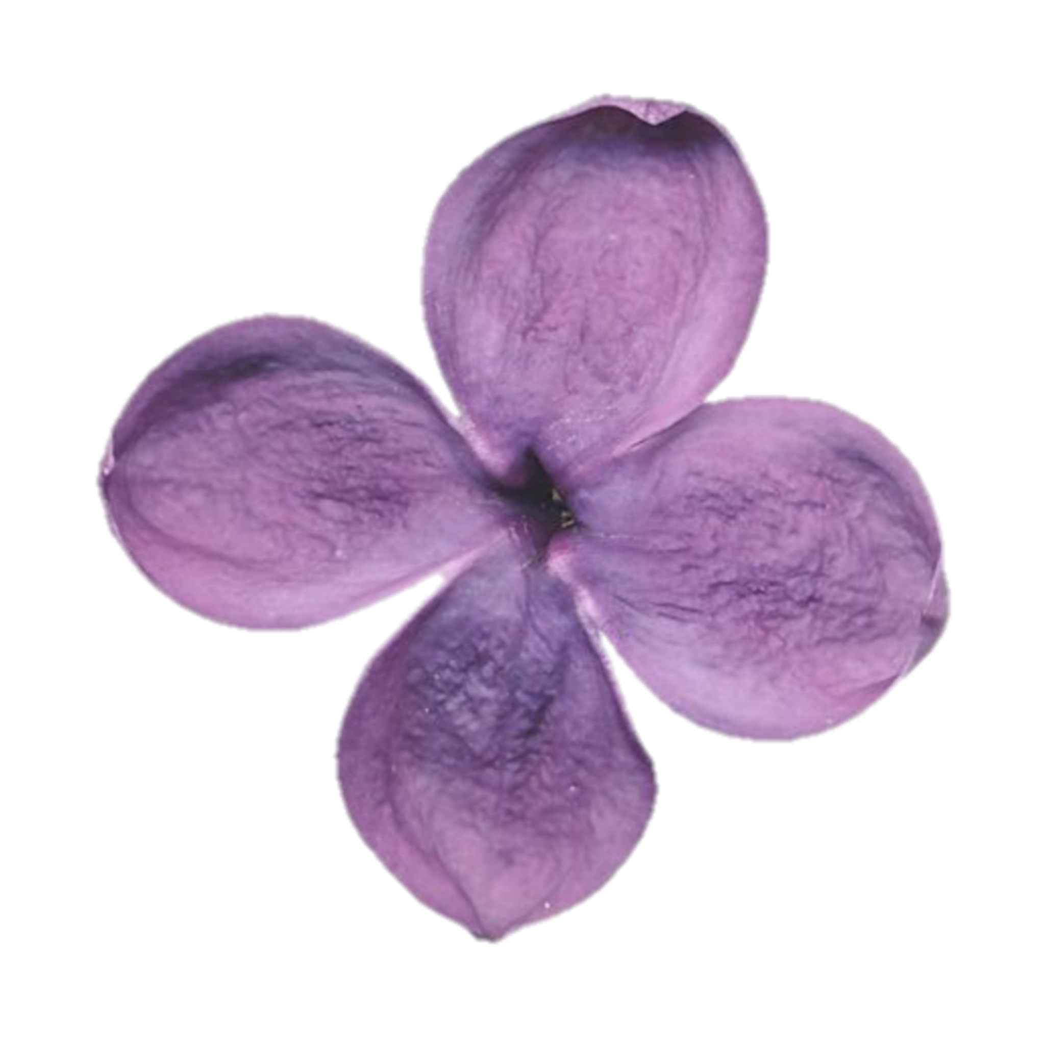 purple flower