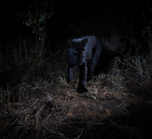 Our researchers spotted rare black leopards–sometimes called black panthers–in Laikipia 