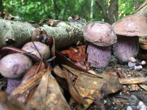 multifacetedmushrooms:Found these cuties! Love their color.Found hereThese look like Tylopilus plumb