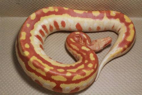 T- Albino Blood PythonJuggernaut Reptiles