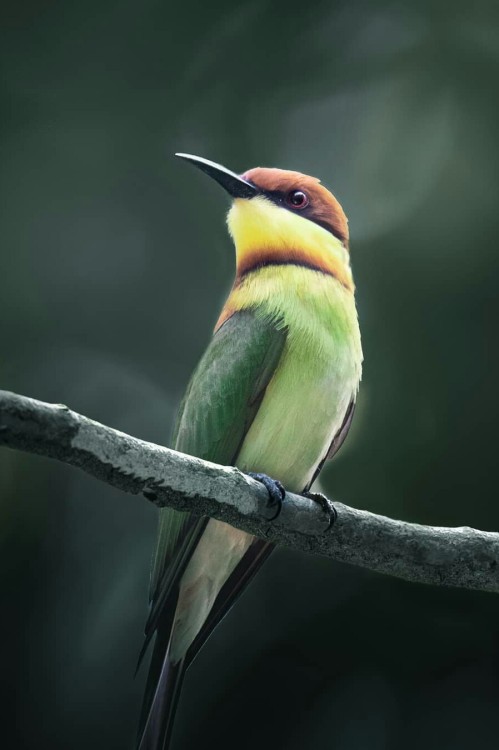 j-k-i-ng:“Colorful bird from Jungle “ by | Alexis Rateau@aeide-thea