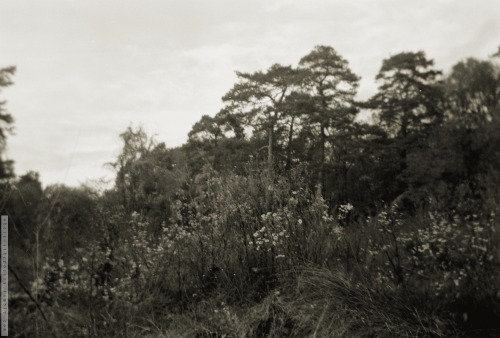 Some More "peripheral Tundras" From Last November. Let's Also Welcome All The [edit] New [/edit] Followers!