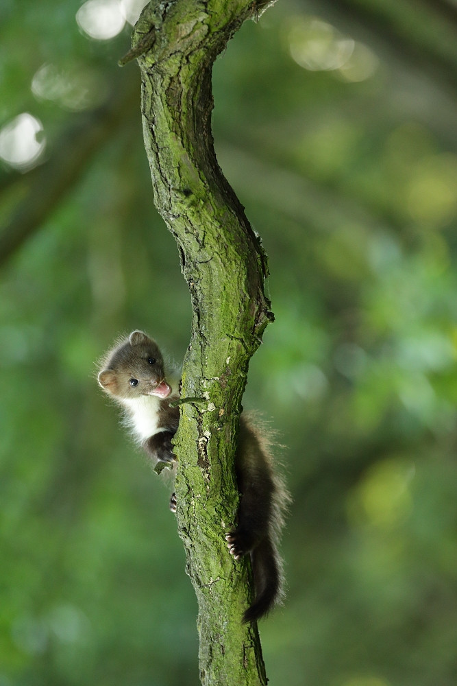 creatures-alive:  (via 500px / The beech marten by Michal Jirouš)