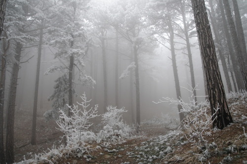 magic-spelldust:Foggy Frosty Forest by Виталий Ра