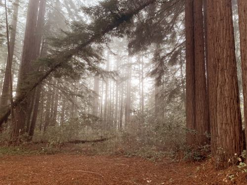 Redwoods have been my favorite type of tree for many years, so staying at a cabin surrounded by redw