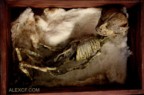 horrorandhalloween:  Specimens from the Merrylin Cryptid Museum