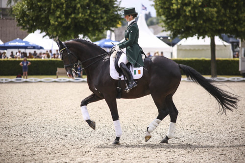 real-geldings-have-curves: CHIO Aachen part 3