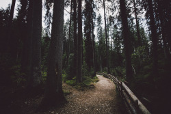 elenamorelli:  { into the forest // darkness and light and bokeh } 
