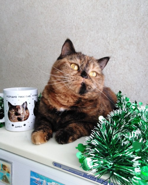 The text on the cups:“I work hard to make my cats happy” 