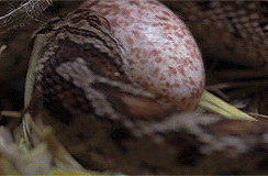 brainsx:  X-ray of a snake swallowing an egg 