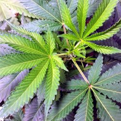 weedporndaily:  Cannabis Rules Everything Around Me #gsc #fromseedtoslab #seattlestoners #growyourownmedicine by @capnkirk420