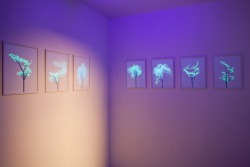 xerui:  Electric Trees Invisible ink prints