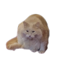 bamboozledwhiskers