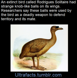 ultrafacts:    The Rodrigues Solitaire was