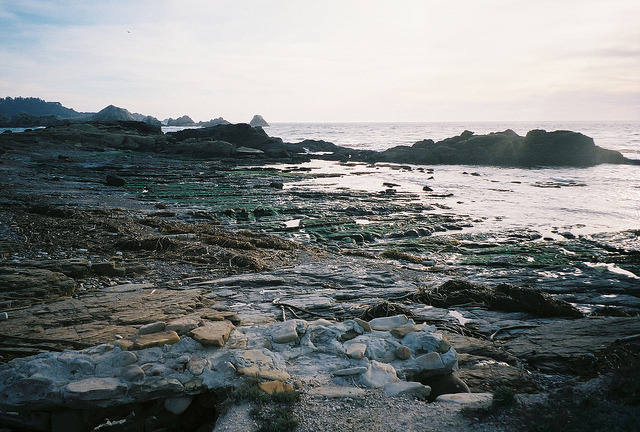 birdcagewalk:  silent-cities:Point Lobos by earthtoandrea on Flickr.