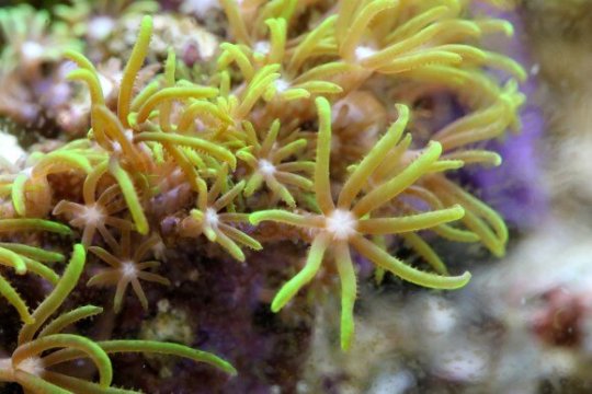 Бриареум — коралл который был почти у всех аквариумистов. Эта милая зелёная травка очень любит захватывать всю территорию, до которой сможет дорасти. Именно поэтому я настоятельно советую держать этот коралл на отдельном камне, который никак не соприкасается с основной декорацией. 