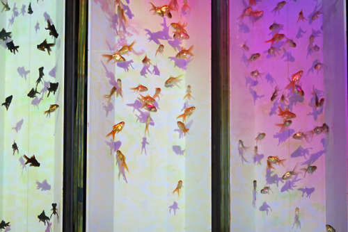 ninetail-fox:Real goldfish screen ,Nihonbashi