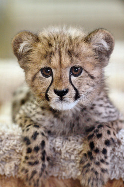 plasmatics-life:  Kiburi ~ By Darrell Ybarrondo