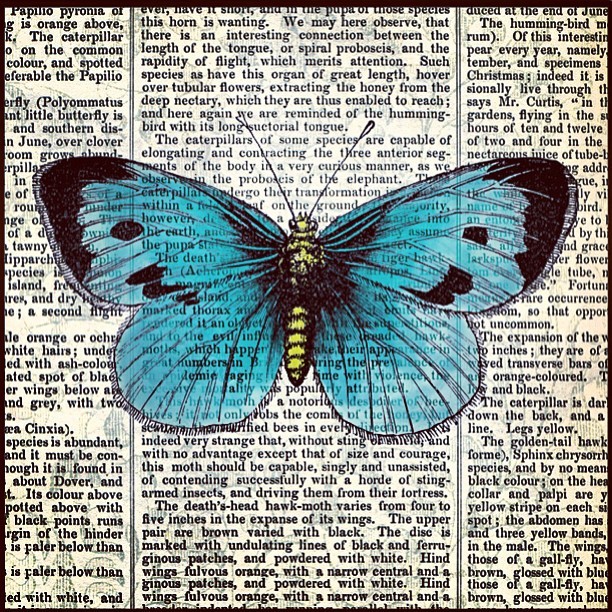 #beautiful #print by McConaghie Flutter // #butterfly #screen #typography #charm 🍀 little elements 😄